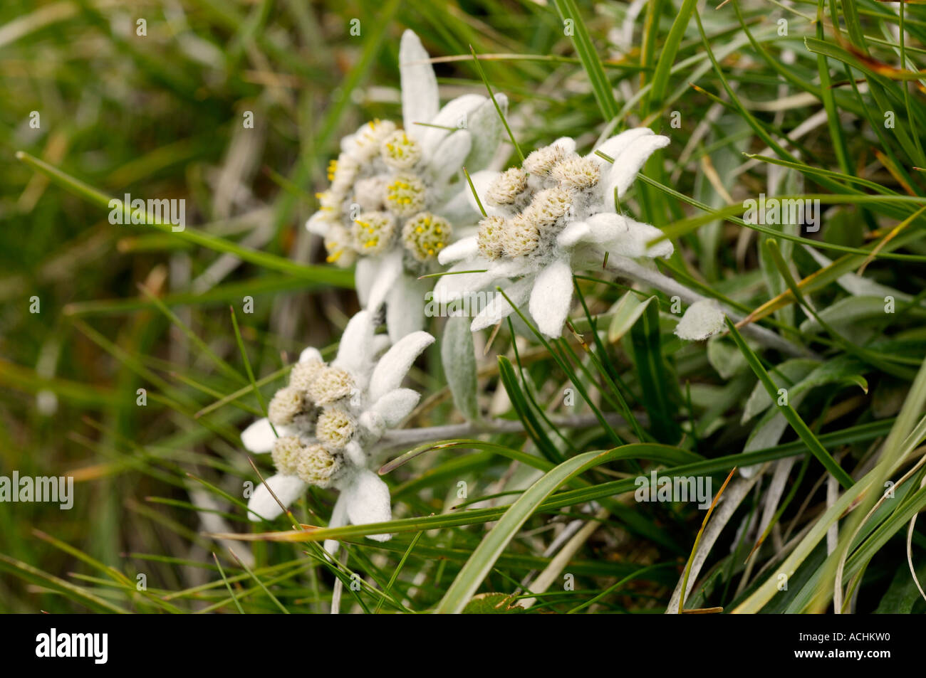 Several edelweiss Leontopodium alpinum in the meadow Stock Photo