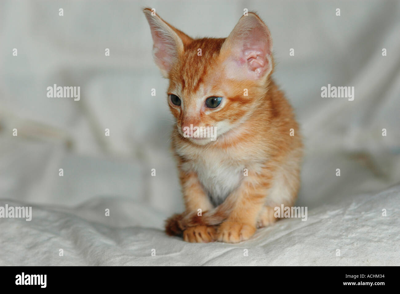 7 week old Oriental Short hair cross with a Cornish Rex mother Stock Photo