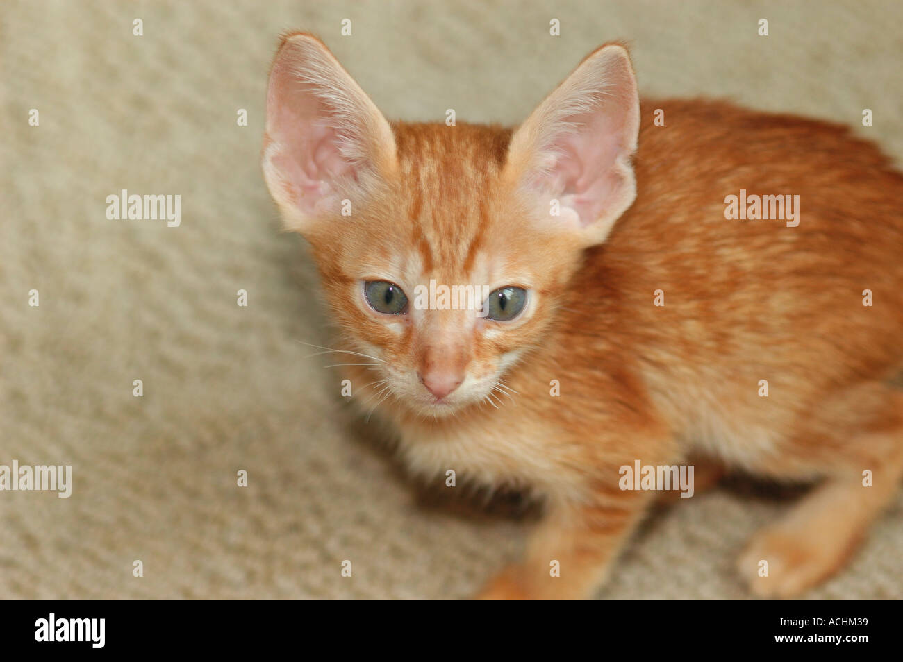 7 week old Oriental Short hair cross with a Cornish Rex mother Stock Photo