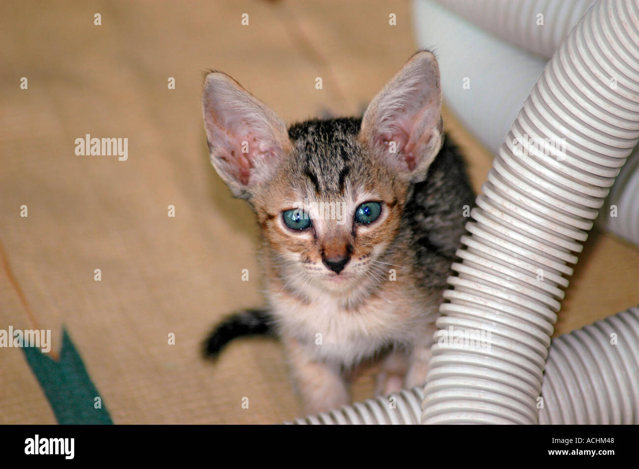 7 week old Oriental Short hair cross with a Cornish Rex mother Stock Photo