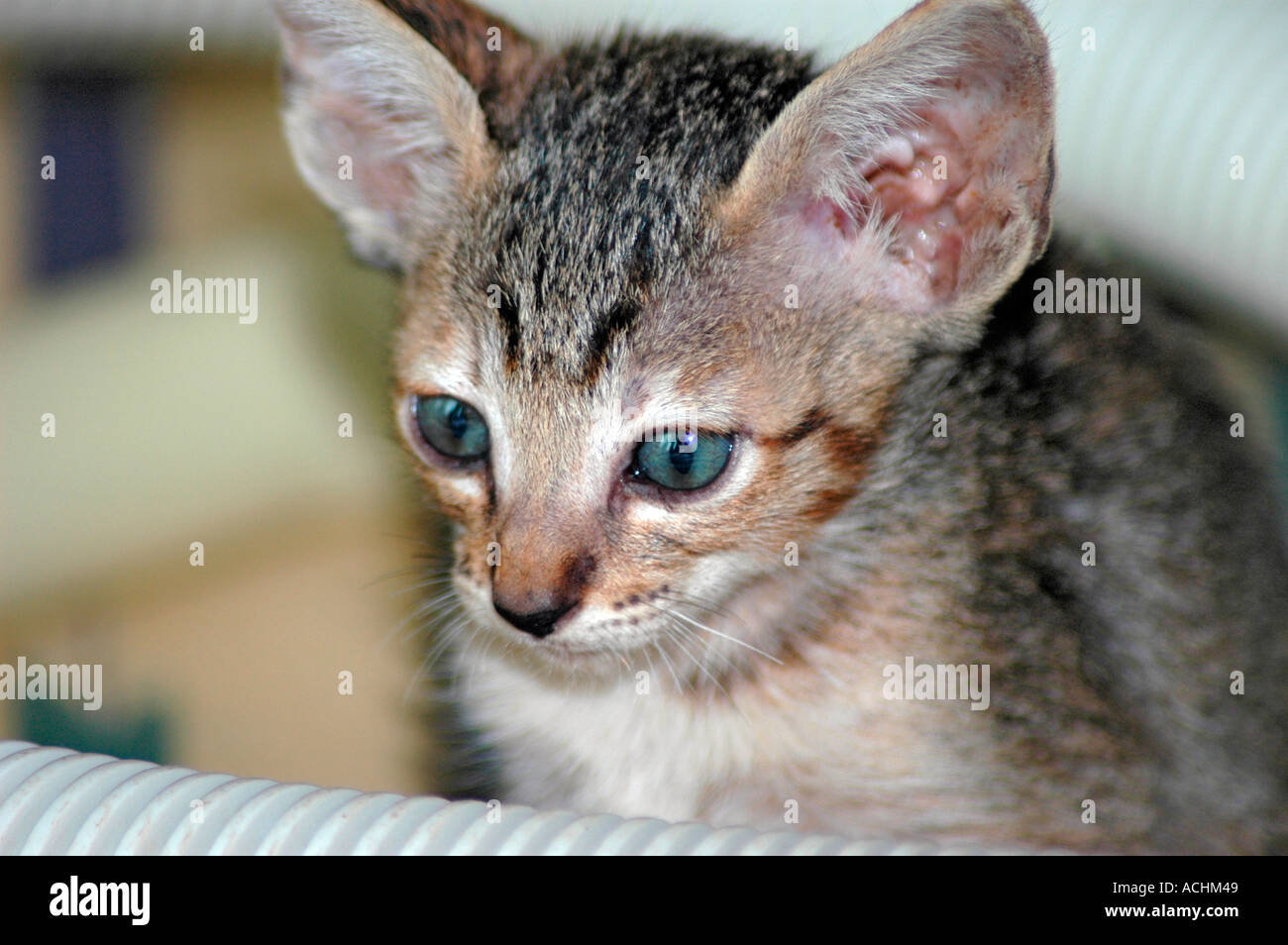 7 week old Oriental Short hair cross with a Cornish Rex mother Stock Photo