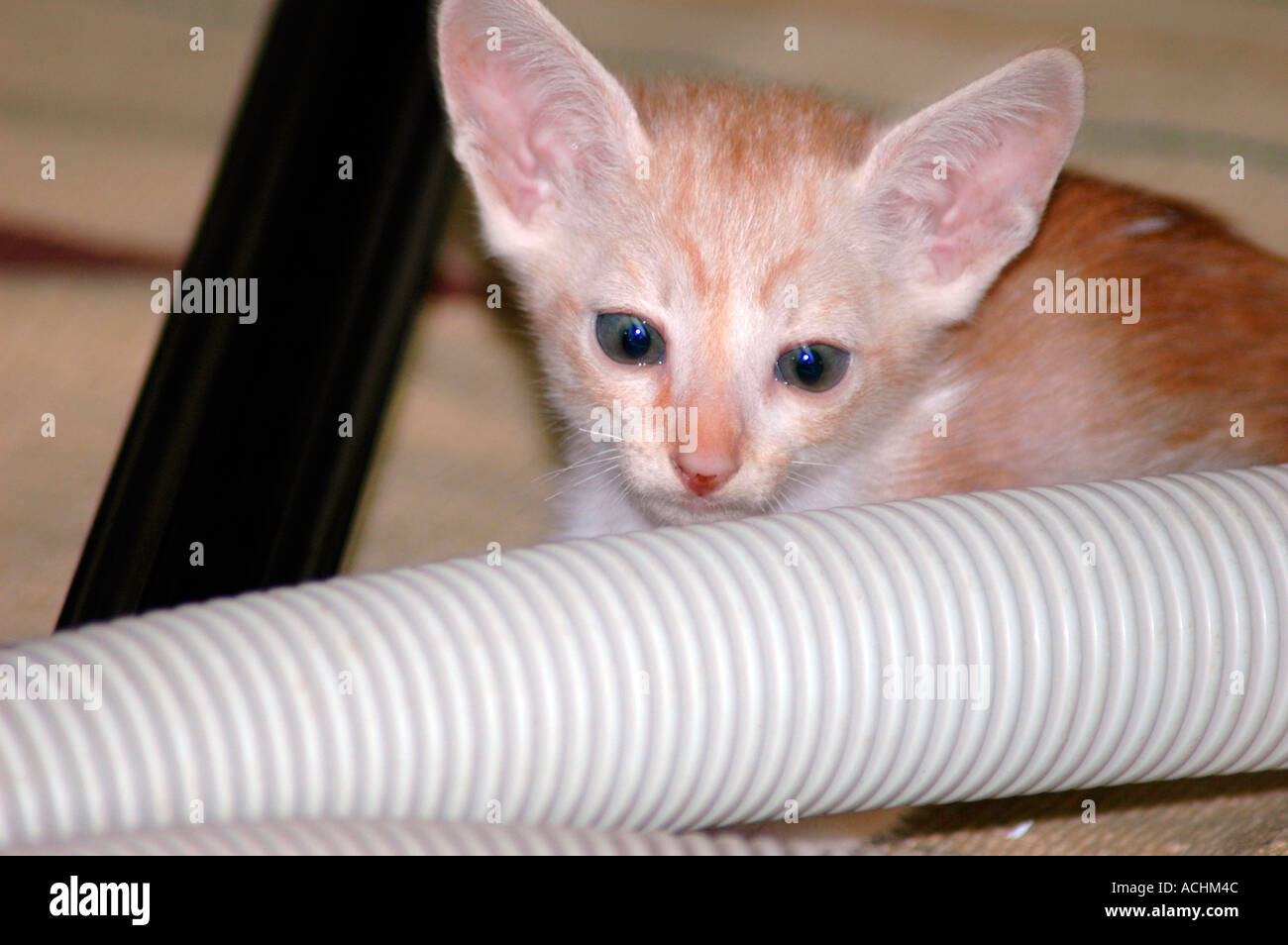 7 week old Oriental Short hair cross with a Cornish Rex mother Stock Photo