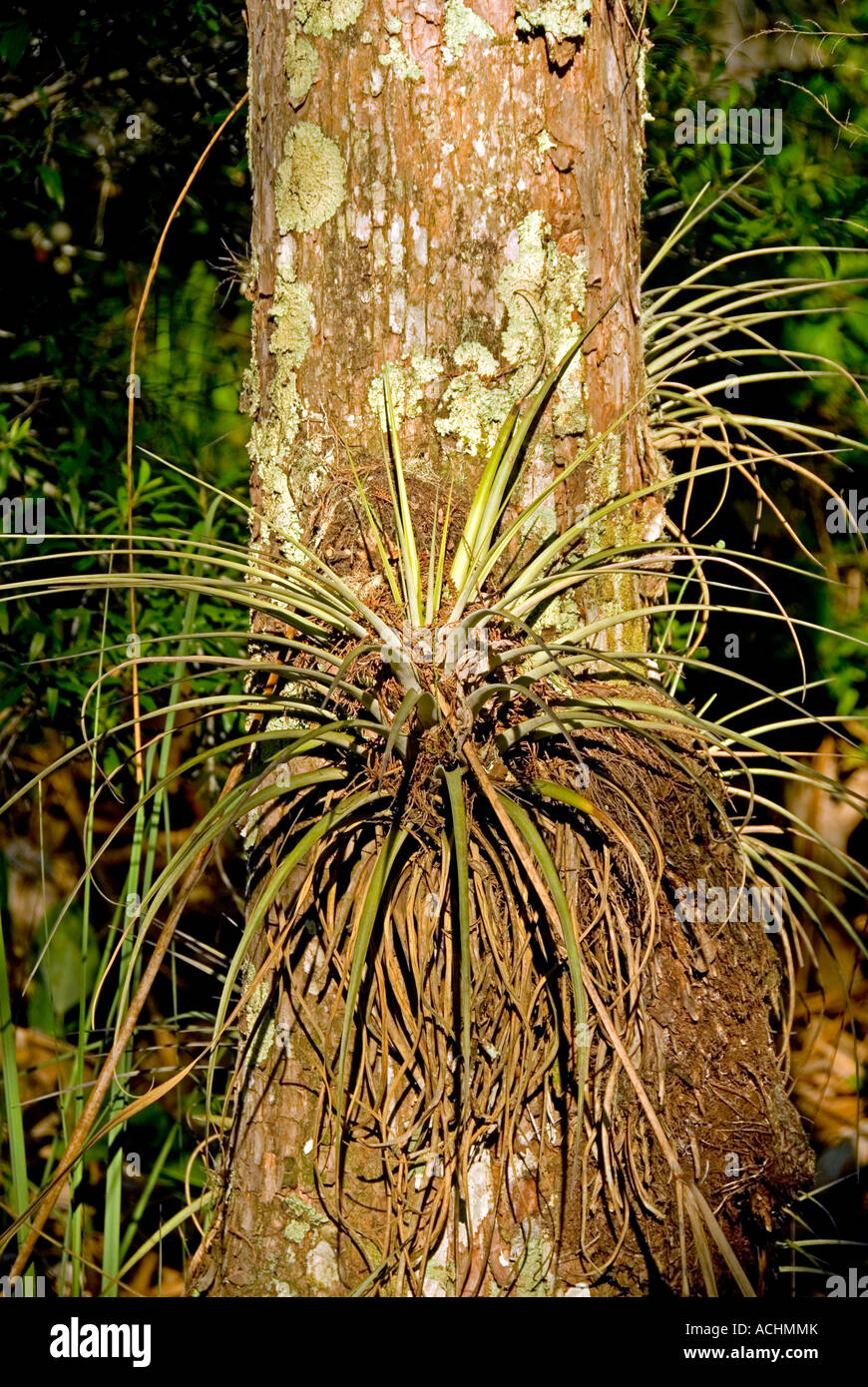 Air plant attached to tree Florida epiphyte Stock Photo