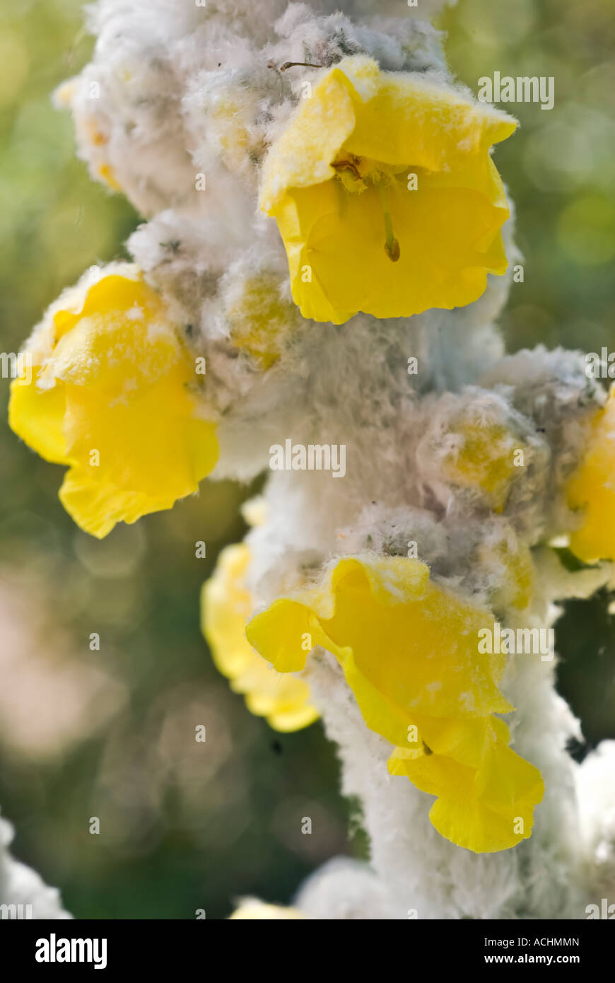 Verbascum bombyciferum  Silver Lining Stock Photo