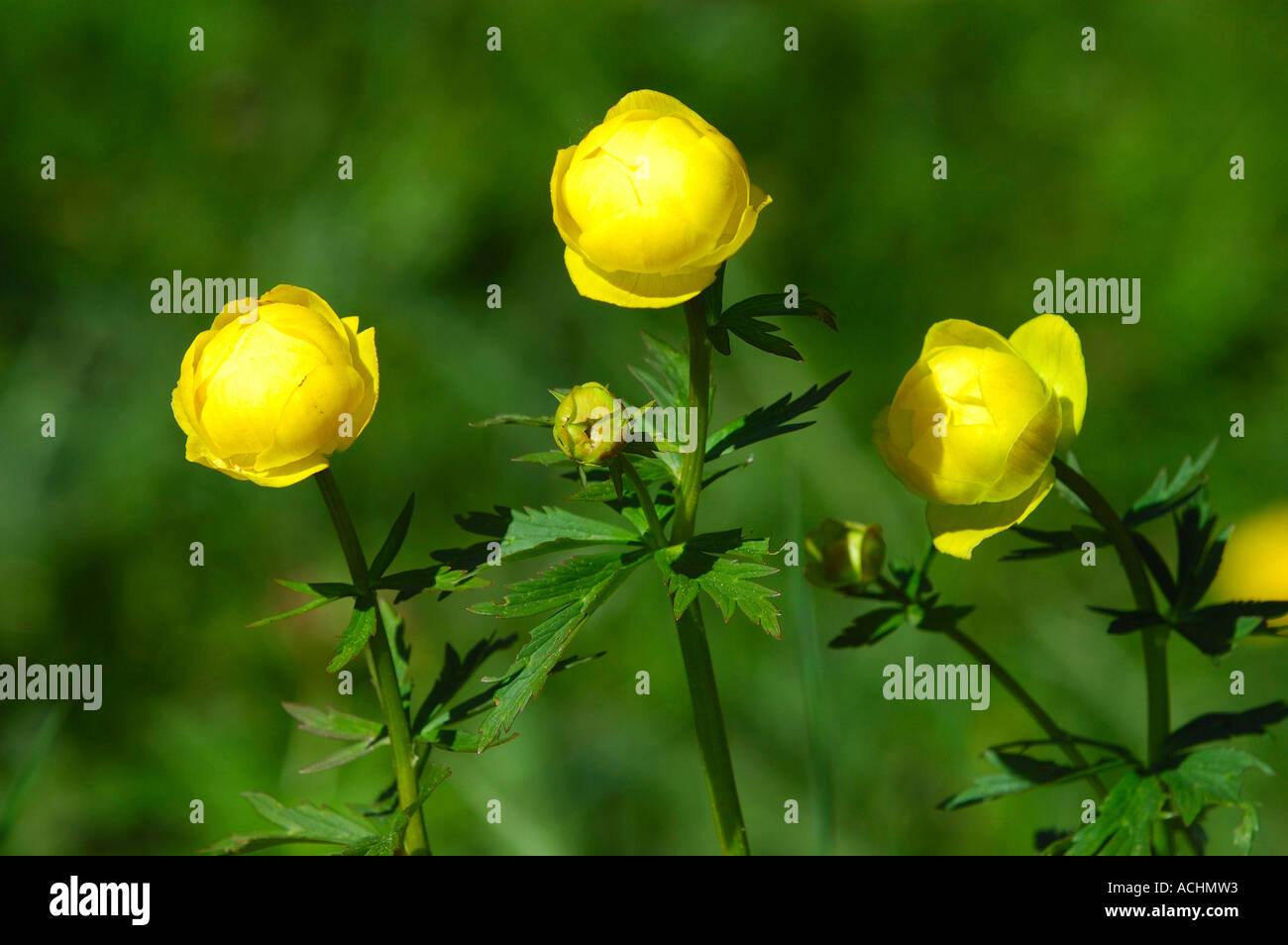 Globeflower Trollius europaeus Switzerland Stock Photo
