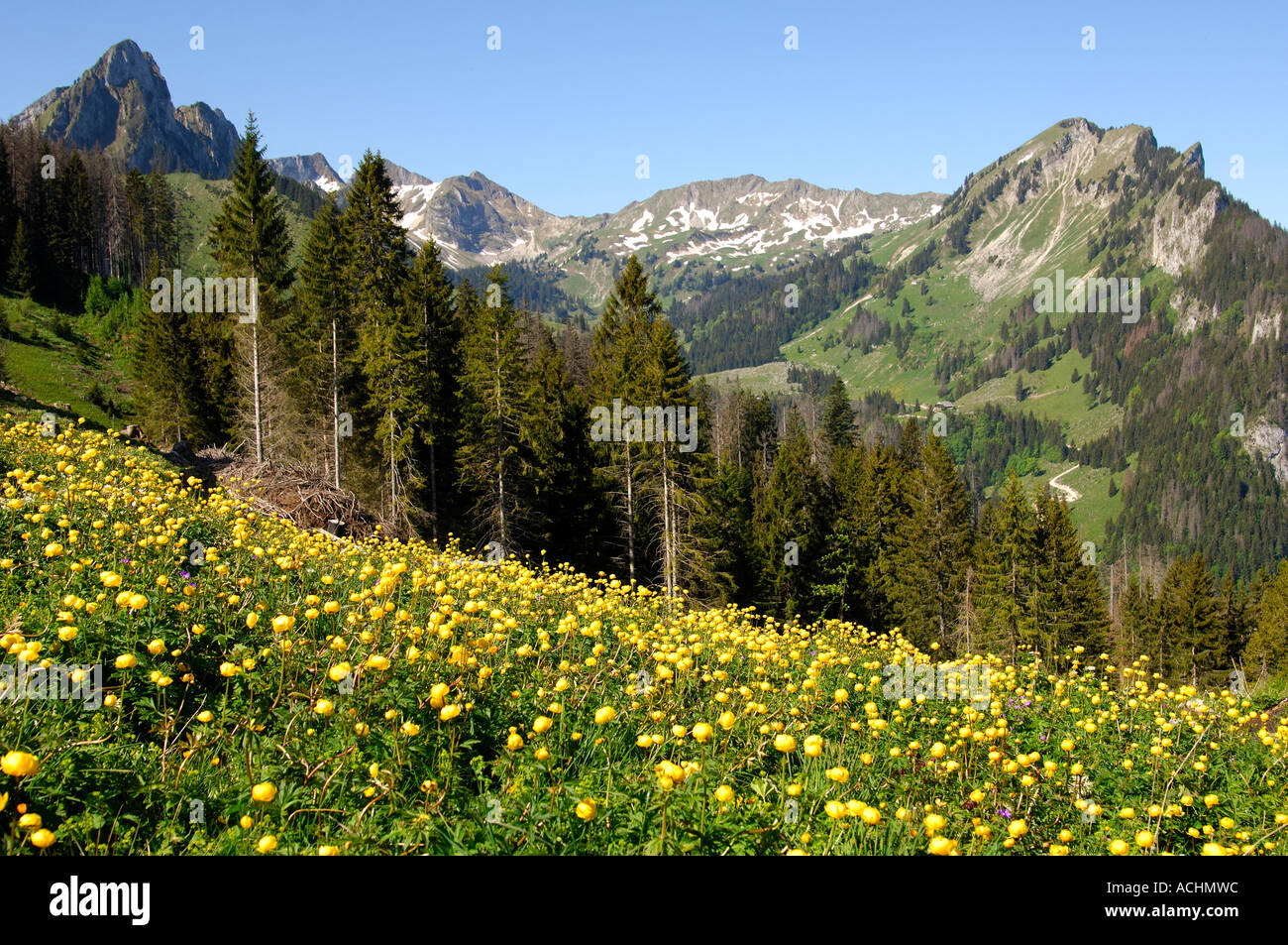 Globeflower Trollius europaeus Spring in the mountains Switzerland Stock Photo
