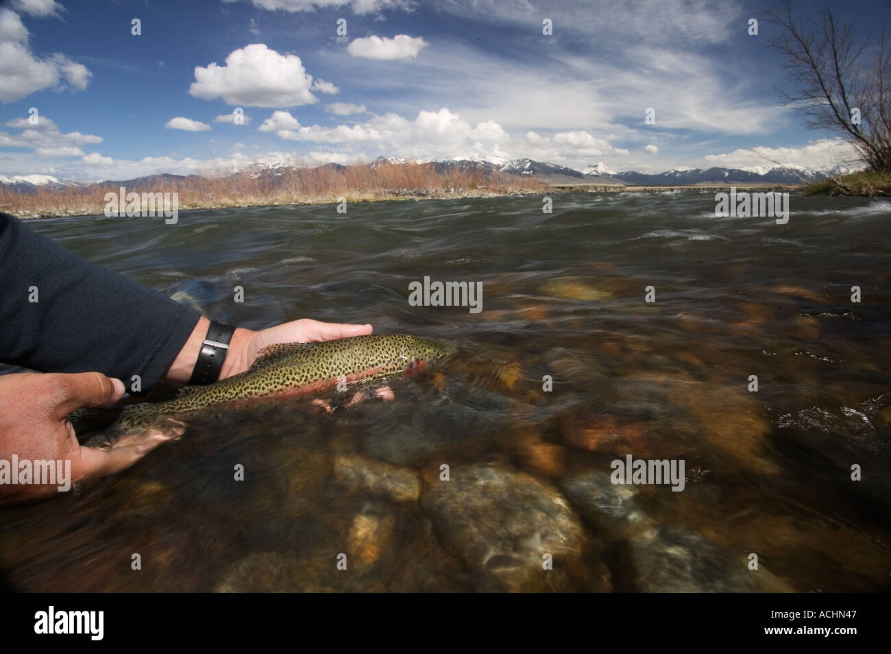 Releasing wild Rainbow Trout Model Released Image Stock Photo Alamy