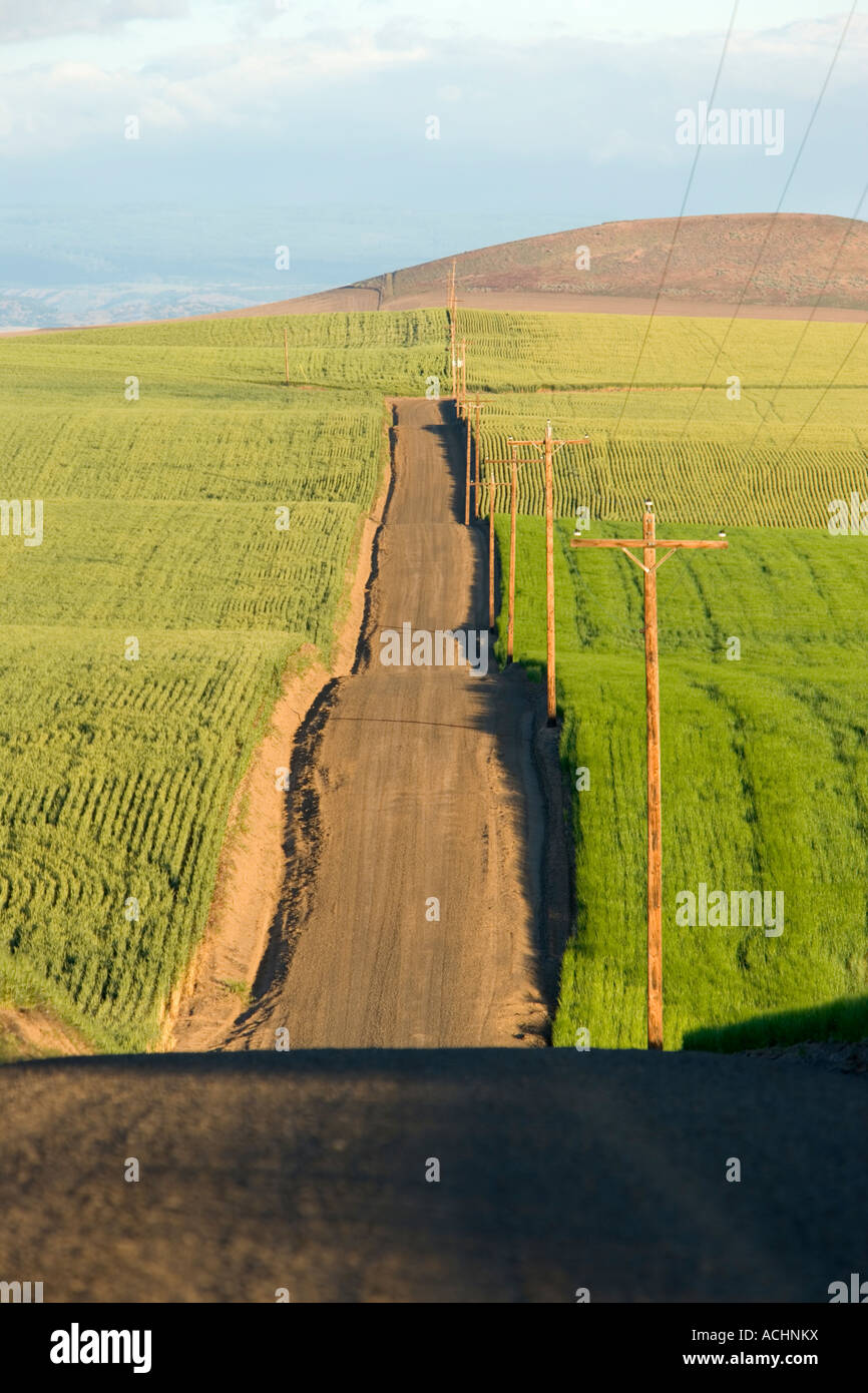 Undulating country road, wheat & barley, power poles. Stock Photo