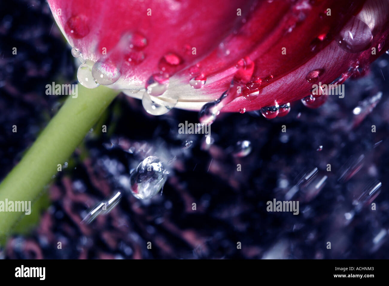 Tulip flower wet leaves plant hi-res stock photography and images - Alamy