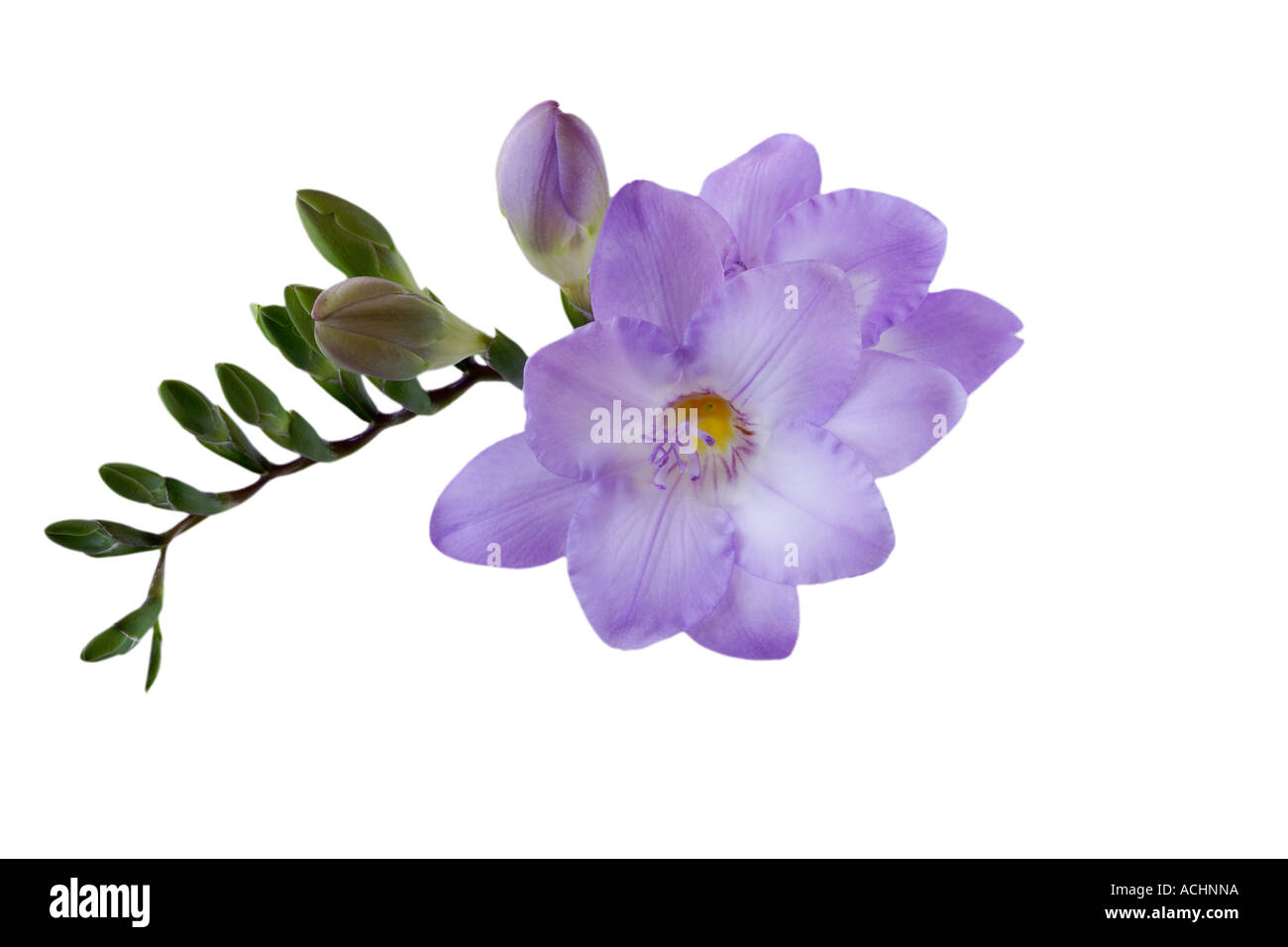 Purple wood anemone flower Stock Photo