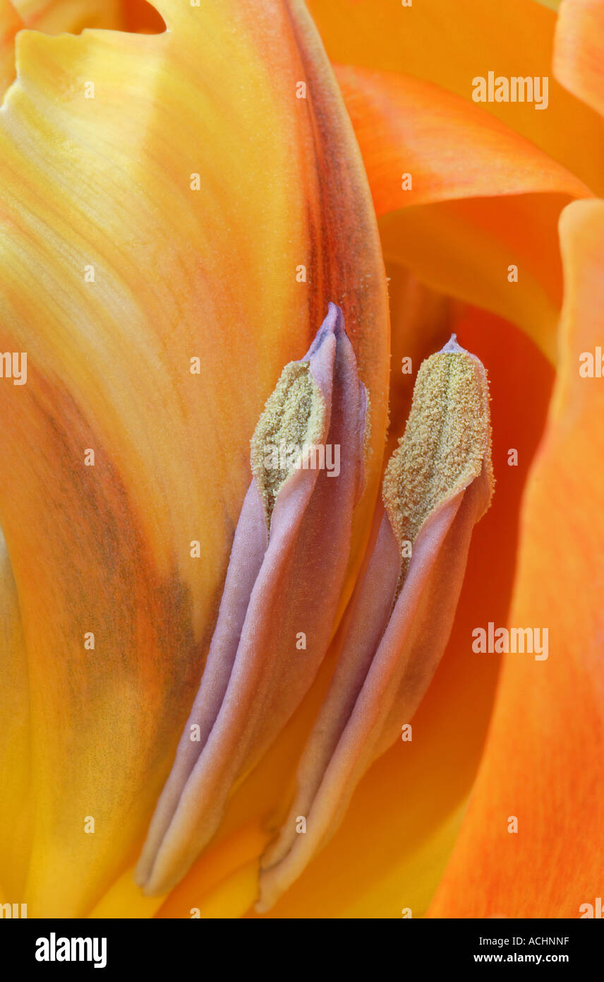Makro of a yellow tulip Stock Photo