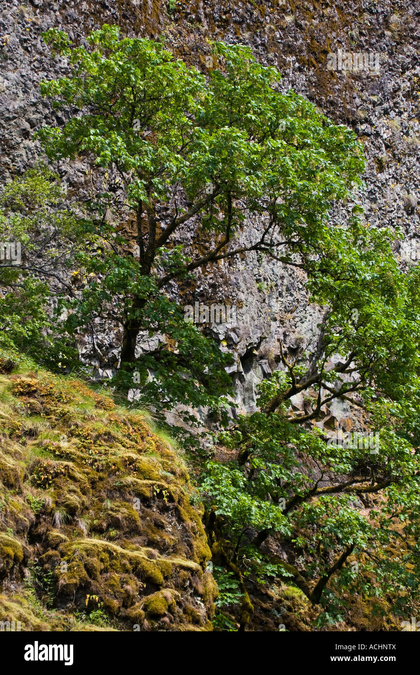 Tree growing on rocks in Columbia River Gorge Stock Photo - Alamy