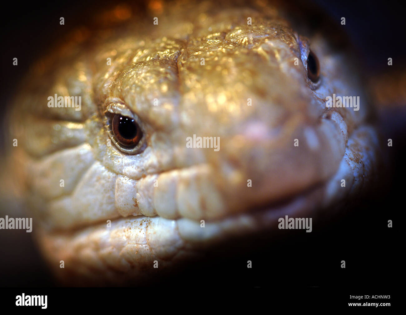 Makro of a silver snake's head Stock Photo