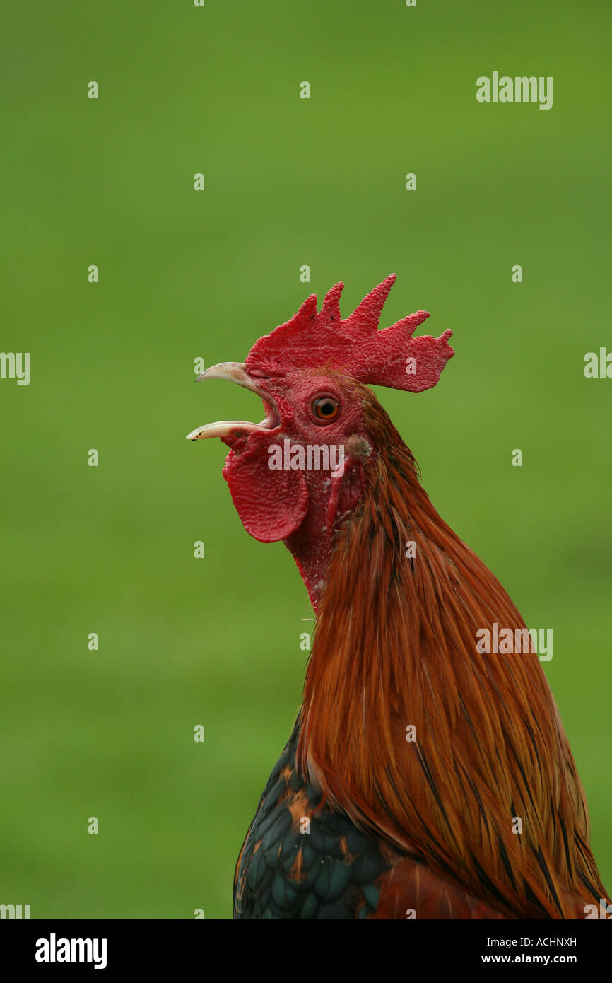 Cocker Crowing Cockerel cockeral hi-res stock photography and images - Alamy