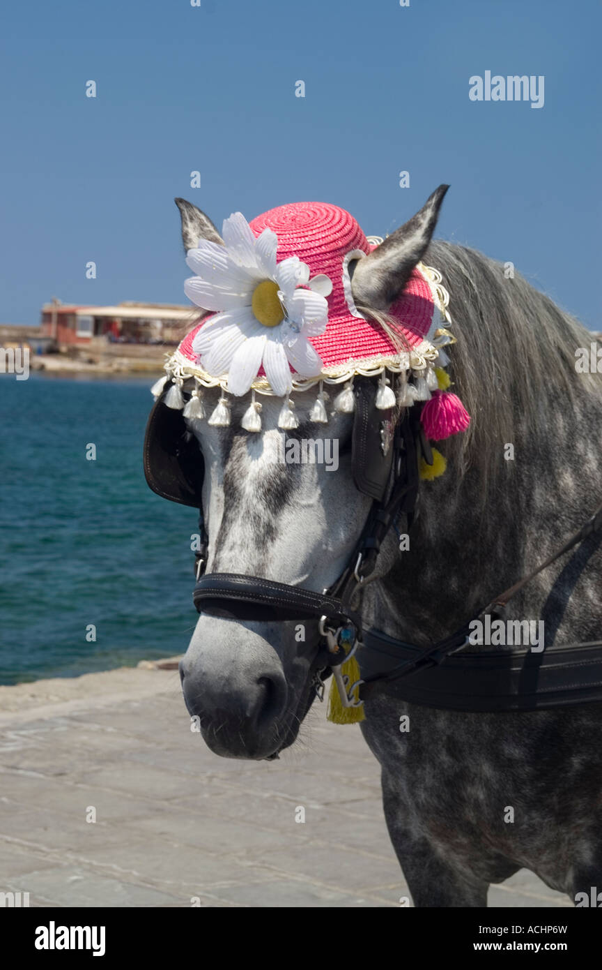Horse wearing hat funny hires stock photography and images Alamy