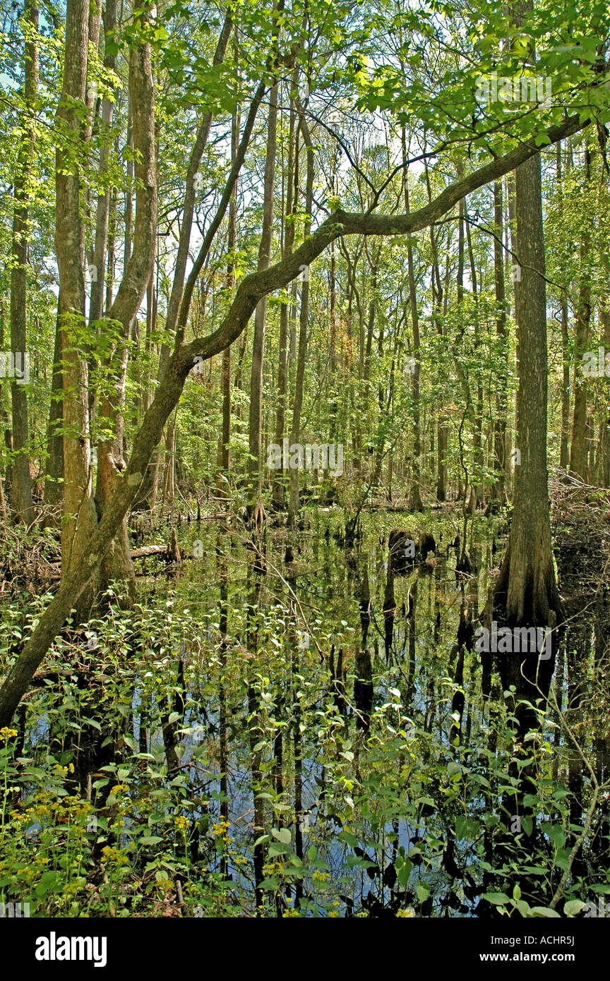Florida cypress swamp bright green leaves empty deserted desolate corkscrew swamp sanctuary Stock Photo