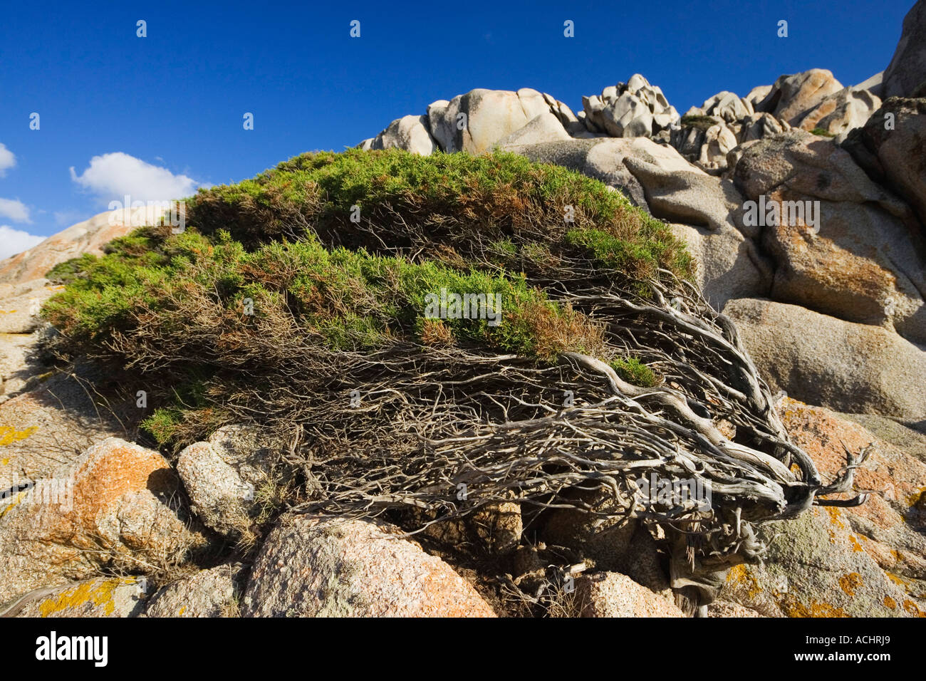 Windswept Juniper Tree at Capo Testa, Sardinia, Italy Stock Photo