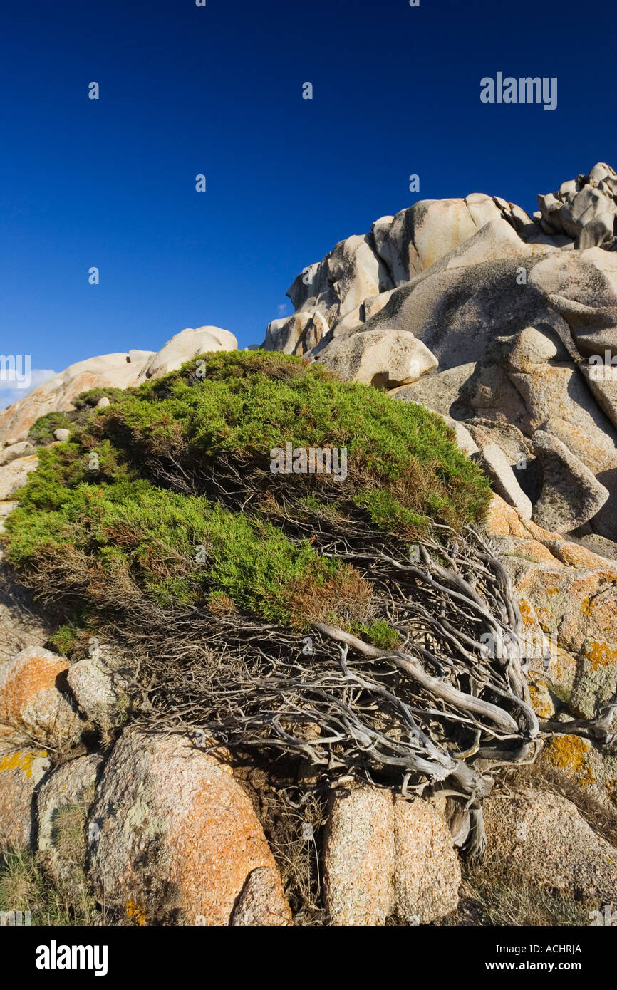 Windswept Juniper Tree at Capo Testa, Sardinia, Italy Stock Photo