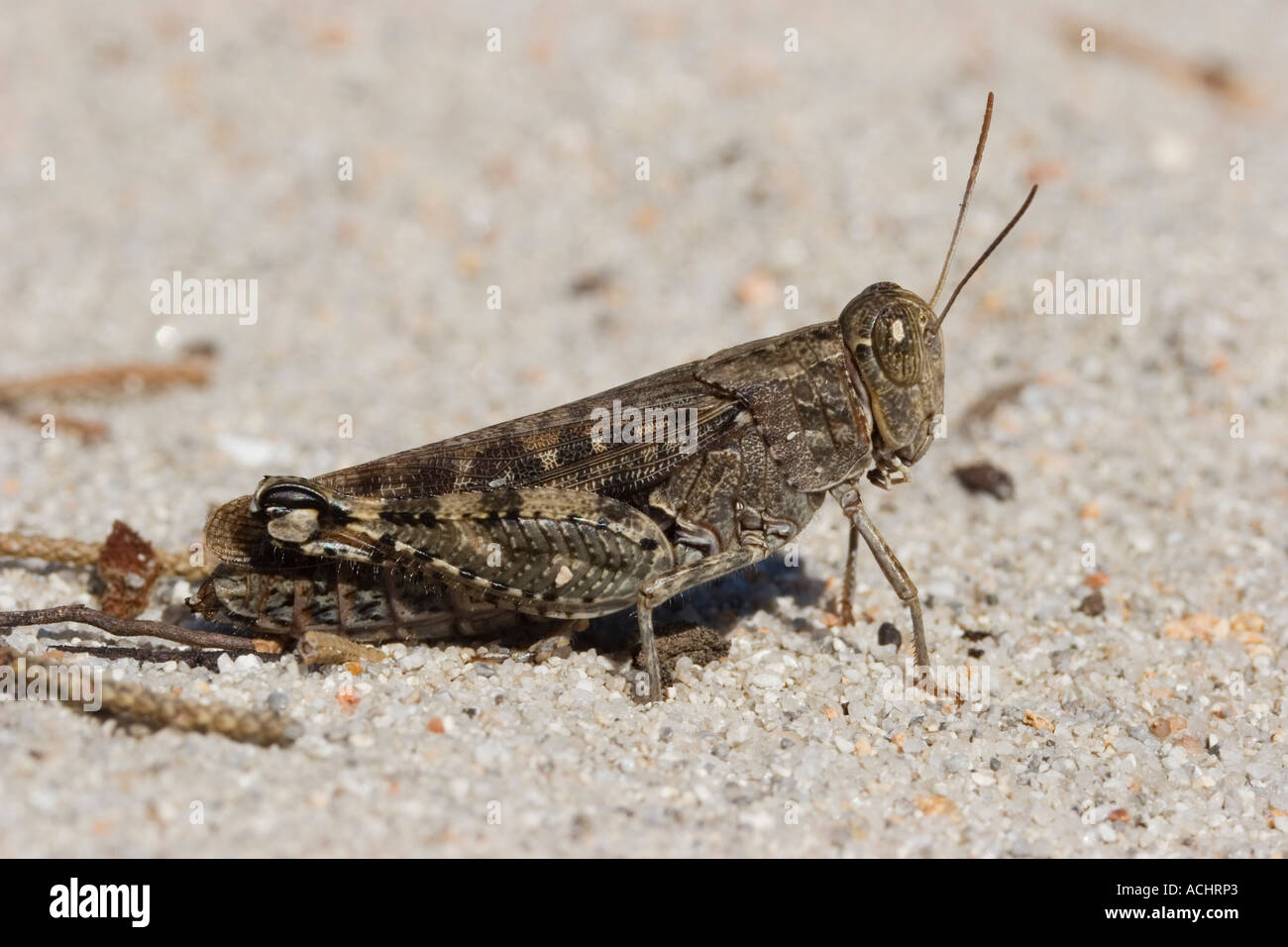 Grasshopper, Calliptamus italicus, Sardinia, Italy Stock Photo