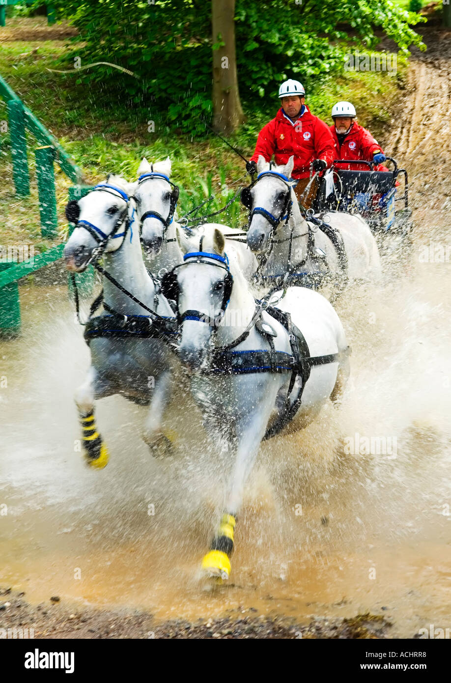 Equestrian pony four in hand royal windsor horse show hires stock photography and images Alamy