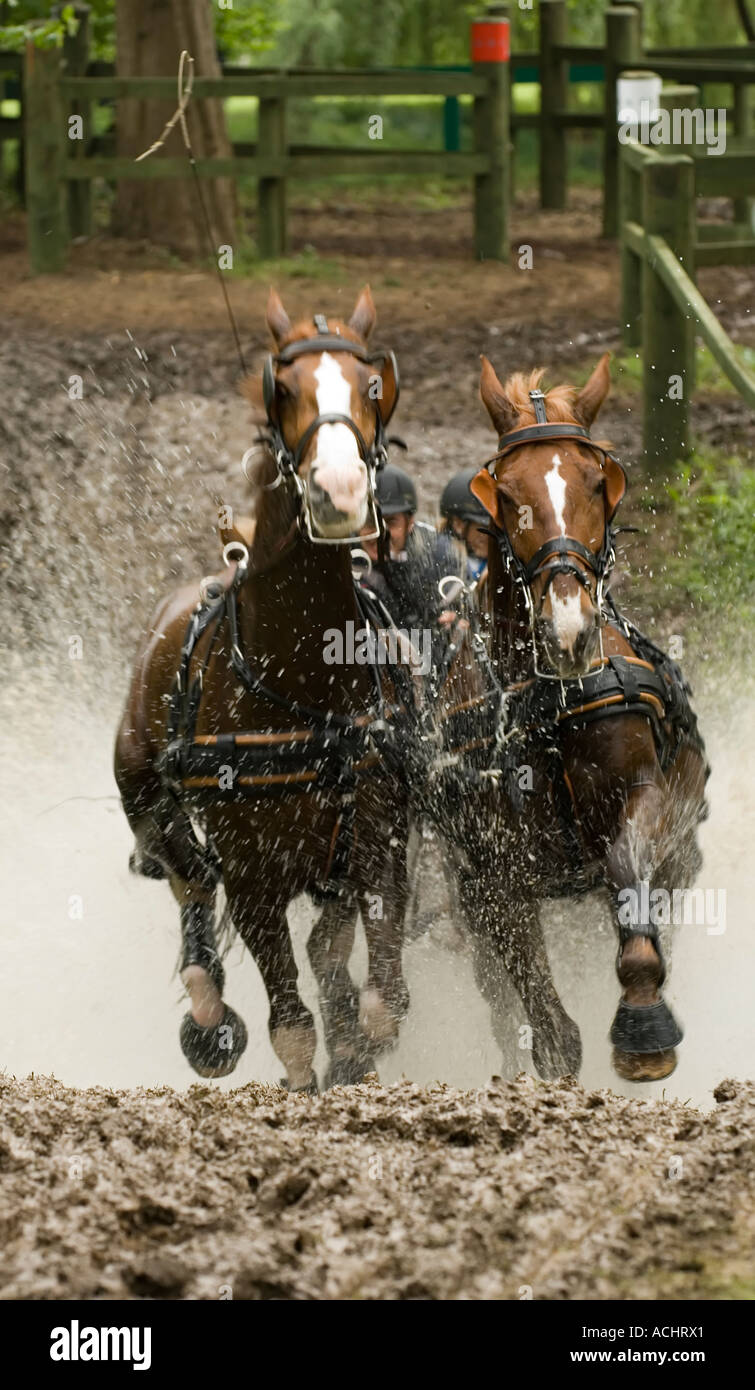 Four in Hand team at carriage driving competition after crossing the pond at Royal Windsor Horse Show 2006 Stock Photo