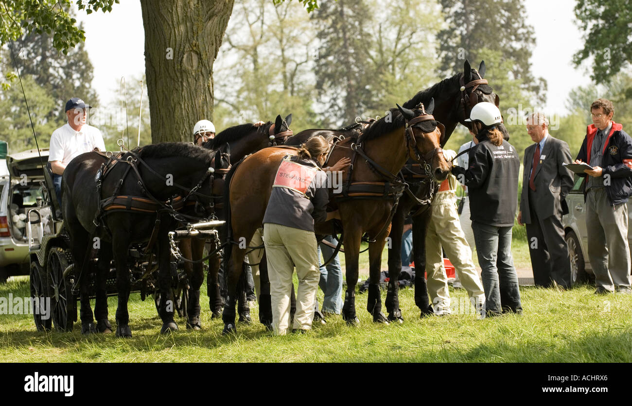 Four in hand carriage driving team at veterinary inspection after the