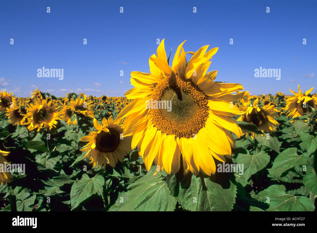 Wild colors of sunflowers in Jamestown North Dakota Stock Photo Alamy