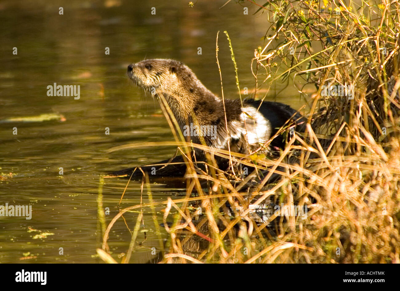 River otter florida hi-res stock photography and images - Alamy