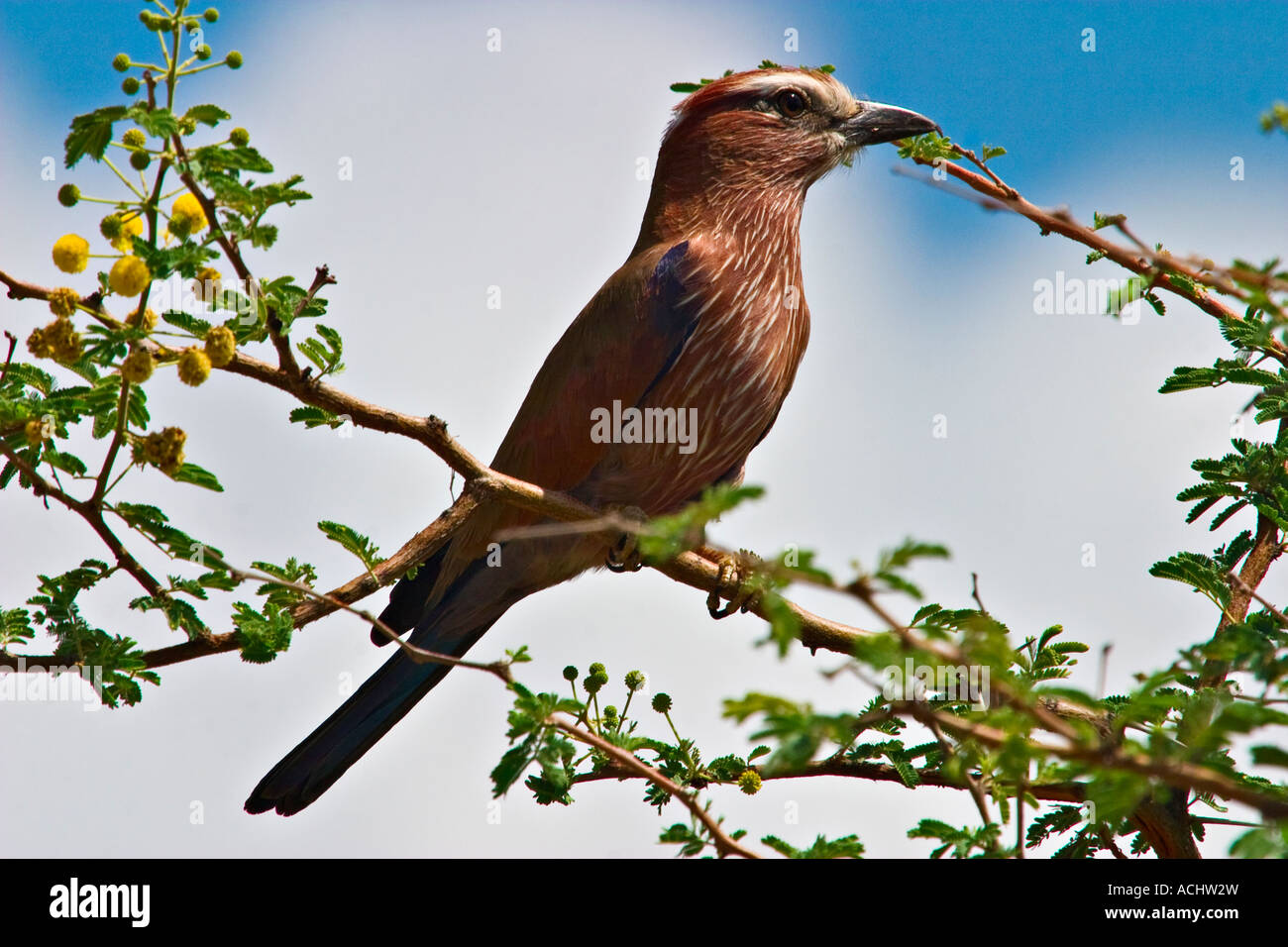 Rufous crowned roller (Coracias naevia), Ethiopia, Africa Stock Photo