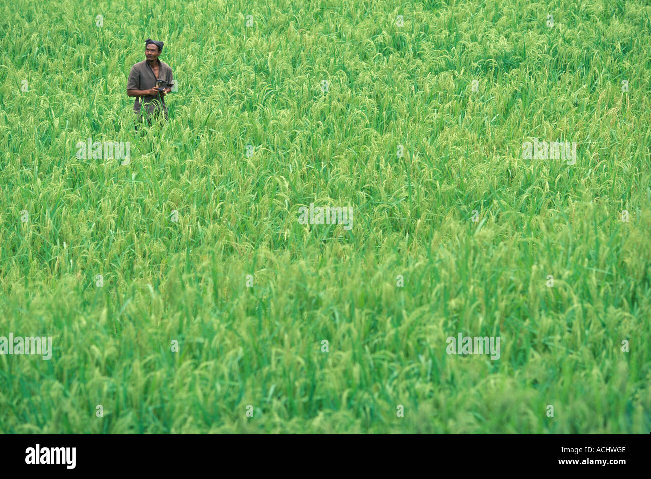 Farmer walks in rice field hi-res stock photography and images - Alamy