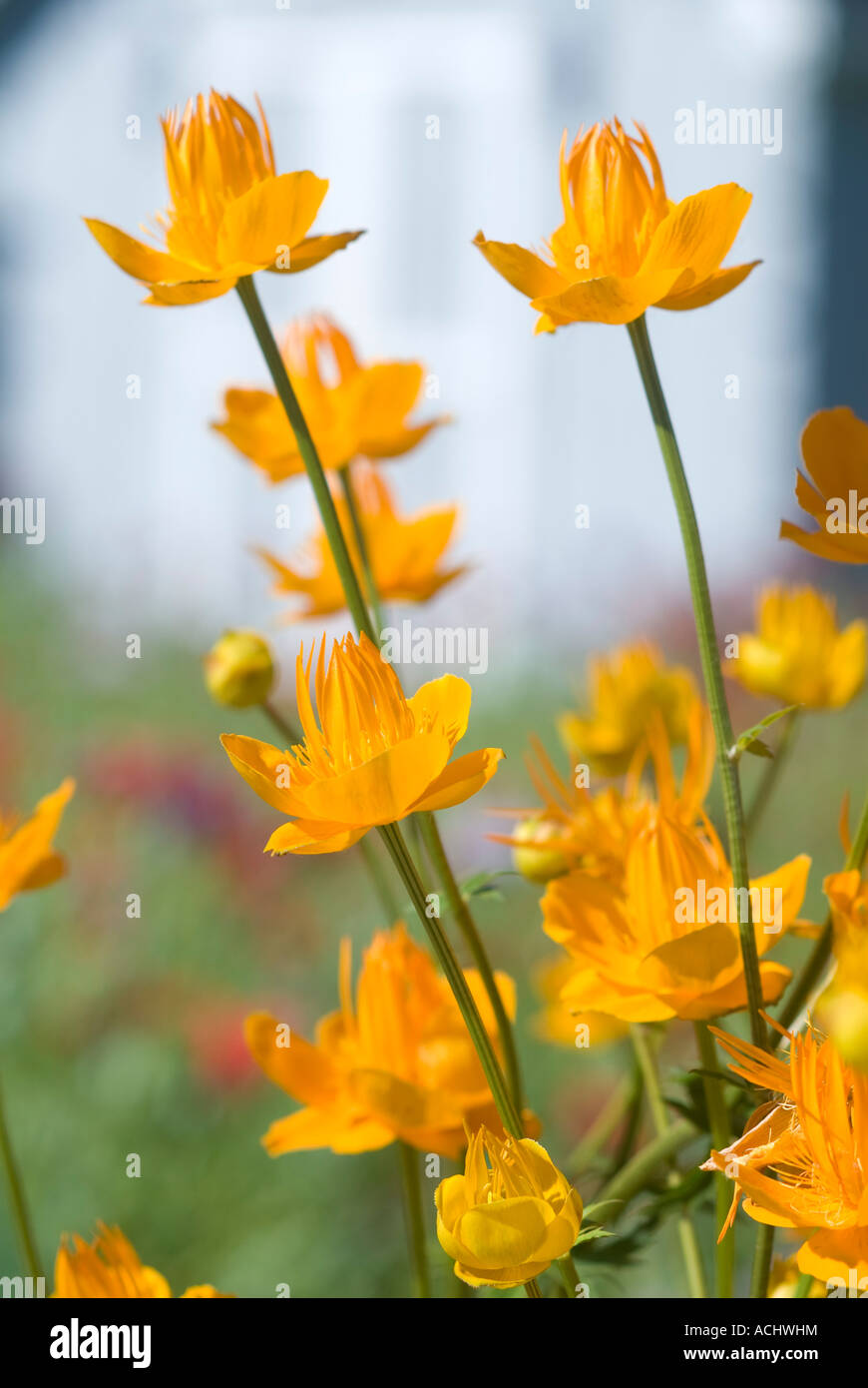 Trollius- orange globe flowers Stock Photo