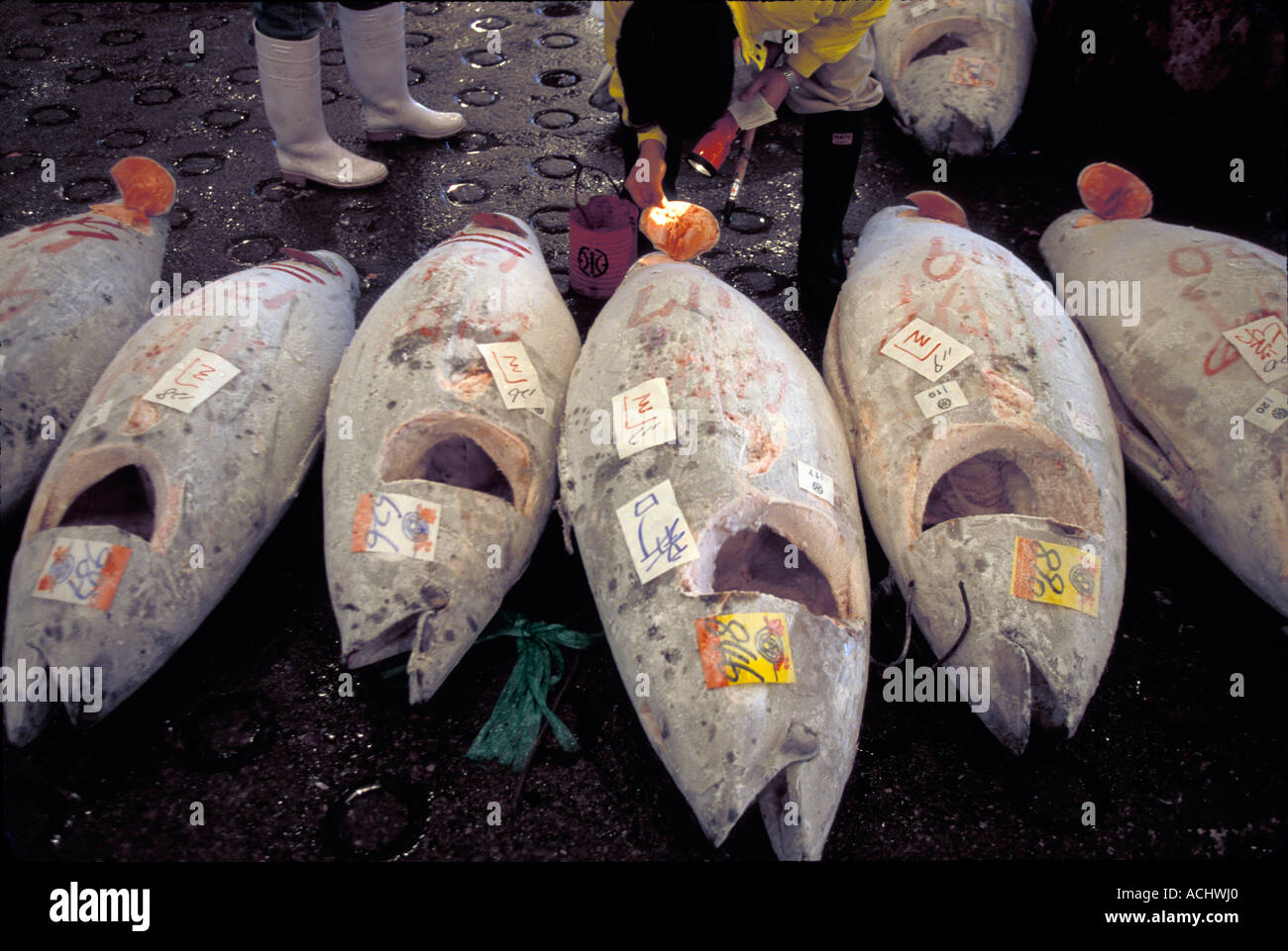 Japan Tokyo Worker at dawn tuna auction in Tsukiji Fish Market Stock ...