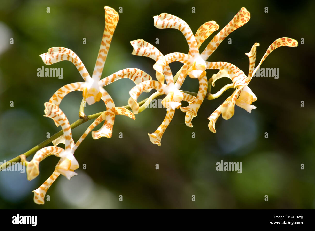 Tropical Spider Orchid, Arachnis flosaeris Stock Photo