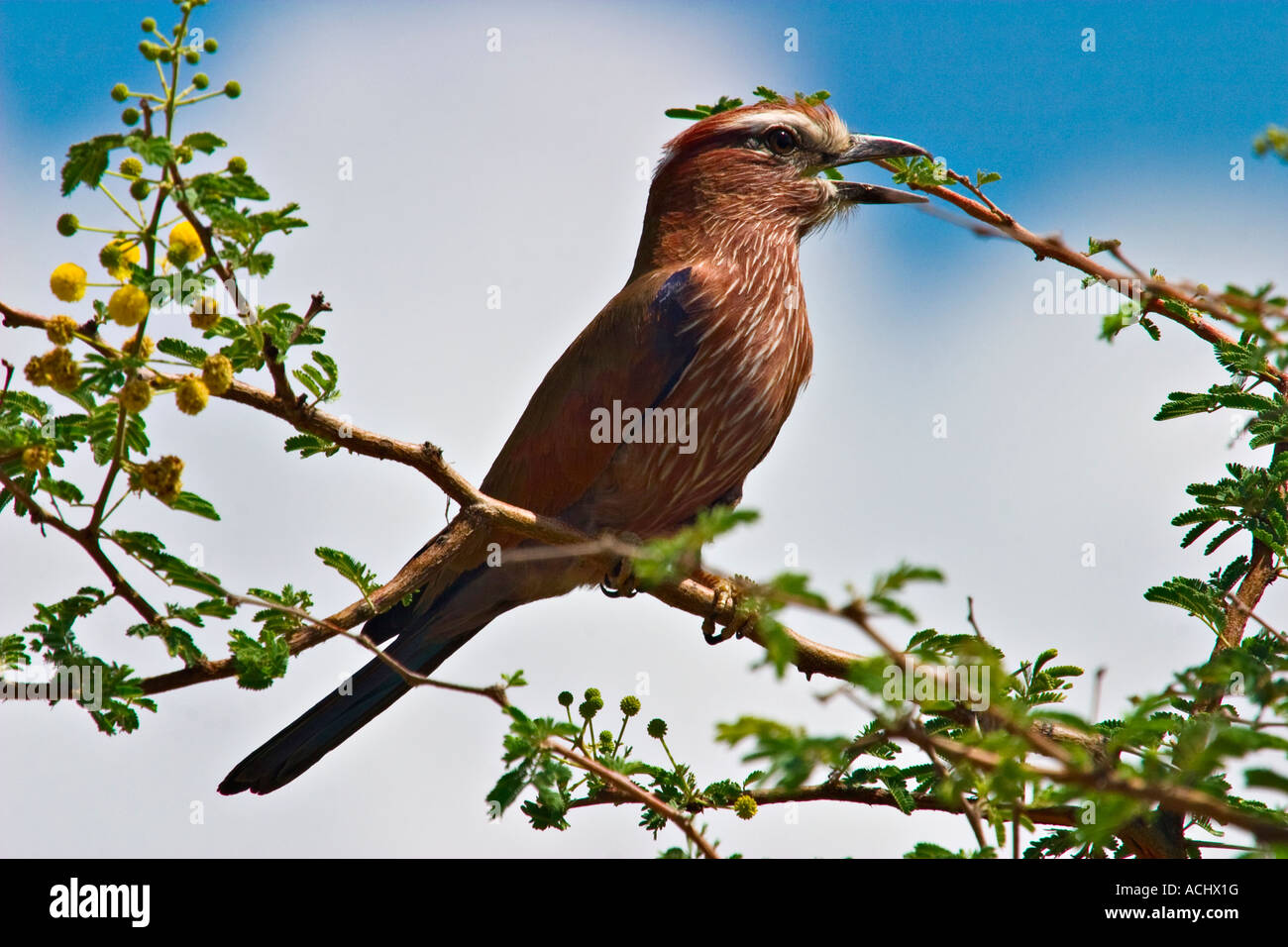 Rufous crowned roller (Coracias naevia), Ethiopia, Africa Stock Photo
