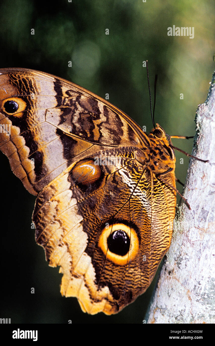 Owl butterfly caligo costa rica hi-res stock photography and images - Alamy