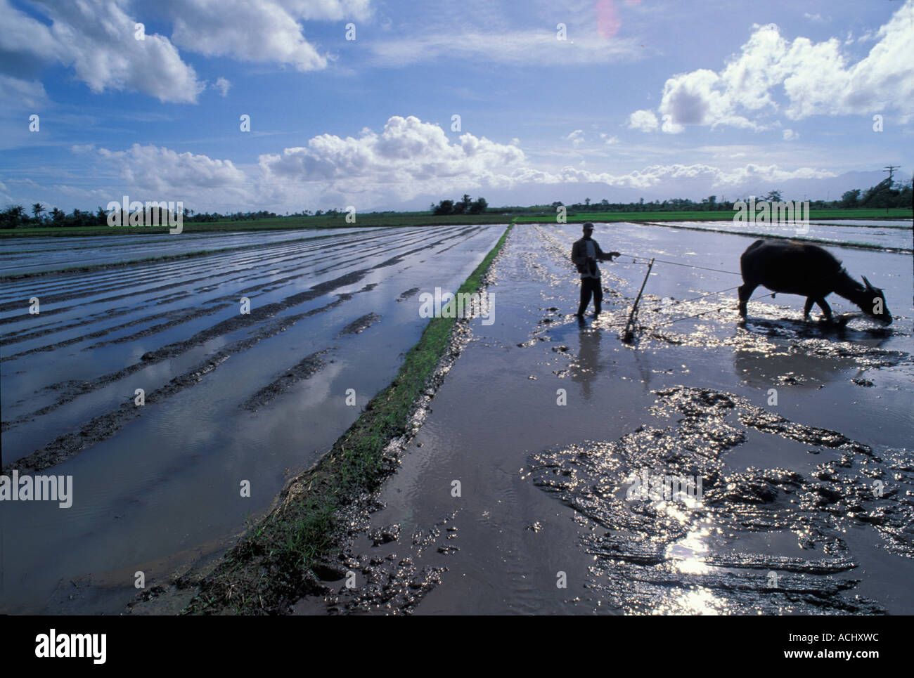 Philippines Rice Farmer Follows Water Buffalo Pulling Wooden Plow 