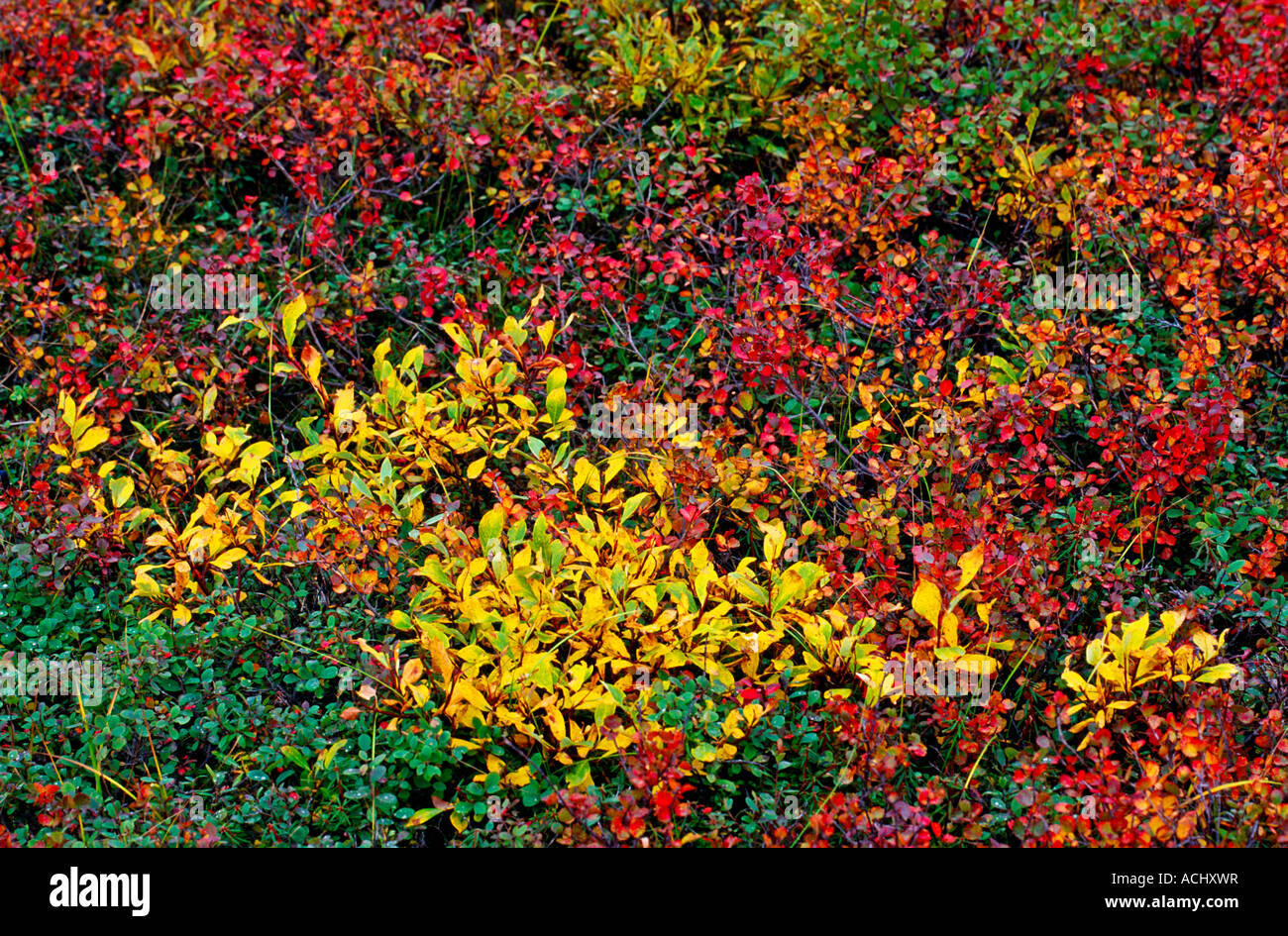Autumn color pallete in the nature Stock Photo