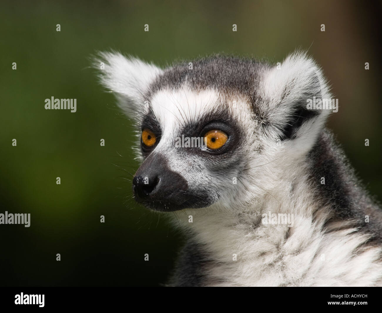 Head shot of a Ring Tailed Lemur, Lemur catta at South Lakes Zoo Dalton Cumbria UK Stock Photo