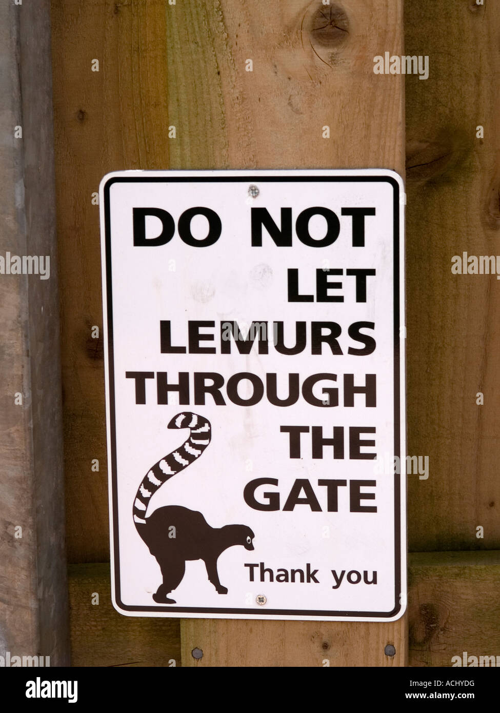 Do not let lemurs through the gate notice at South Lakes Zoo Dalton Cumbria UK where Lemurs freely mix with visitors Stock Photo