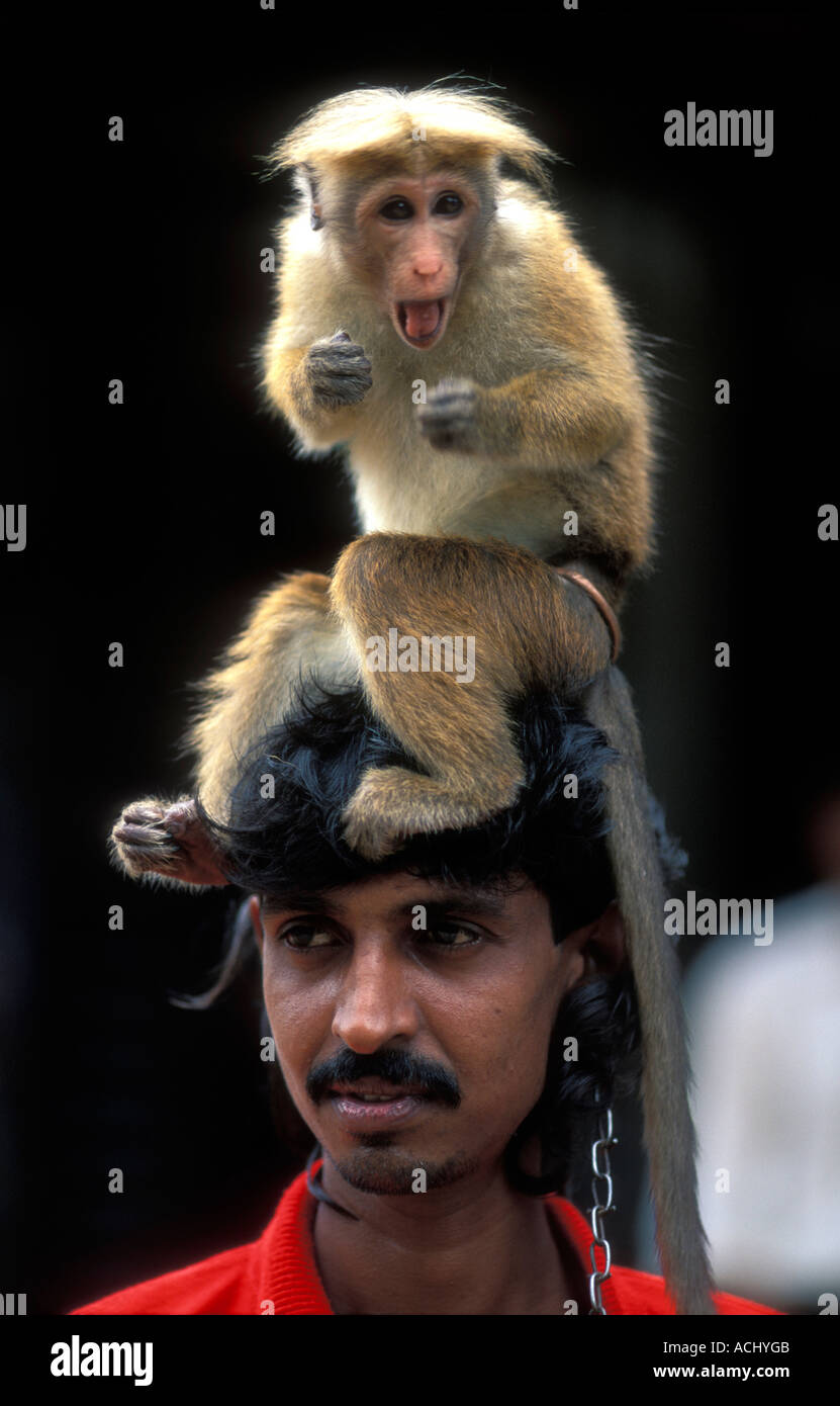(MR) Sri Lanka, Performer with trained monkey in town of Kegalle Stock Photo