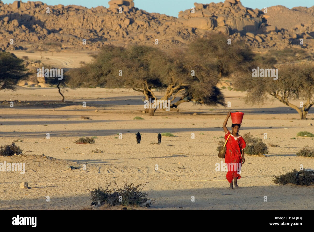 A young Tuareg woman makes the long walk back from the local well Stock Photo