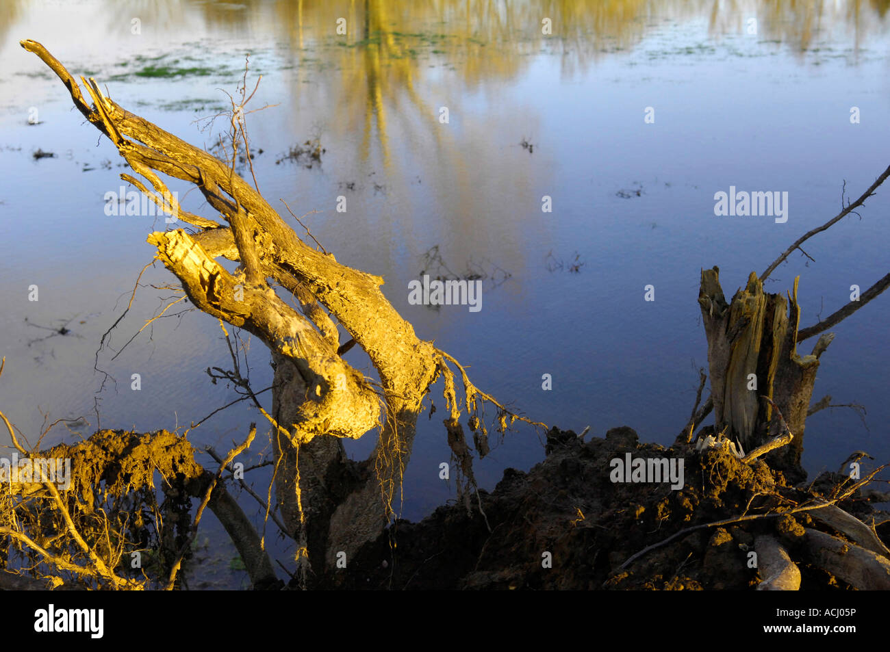 Flood Infected Tree flood zone tree roots Stock Photo - Alamy
