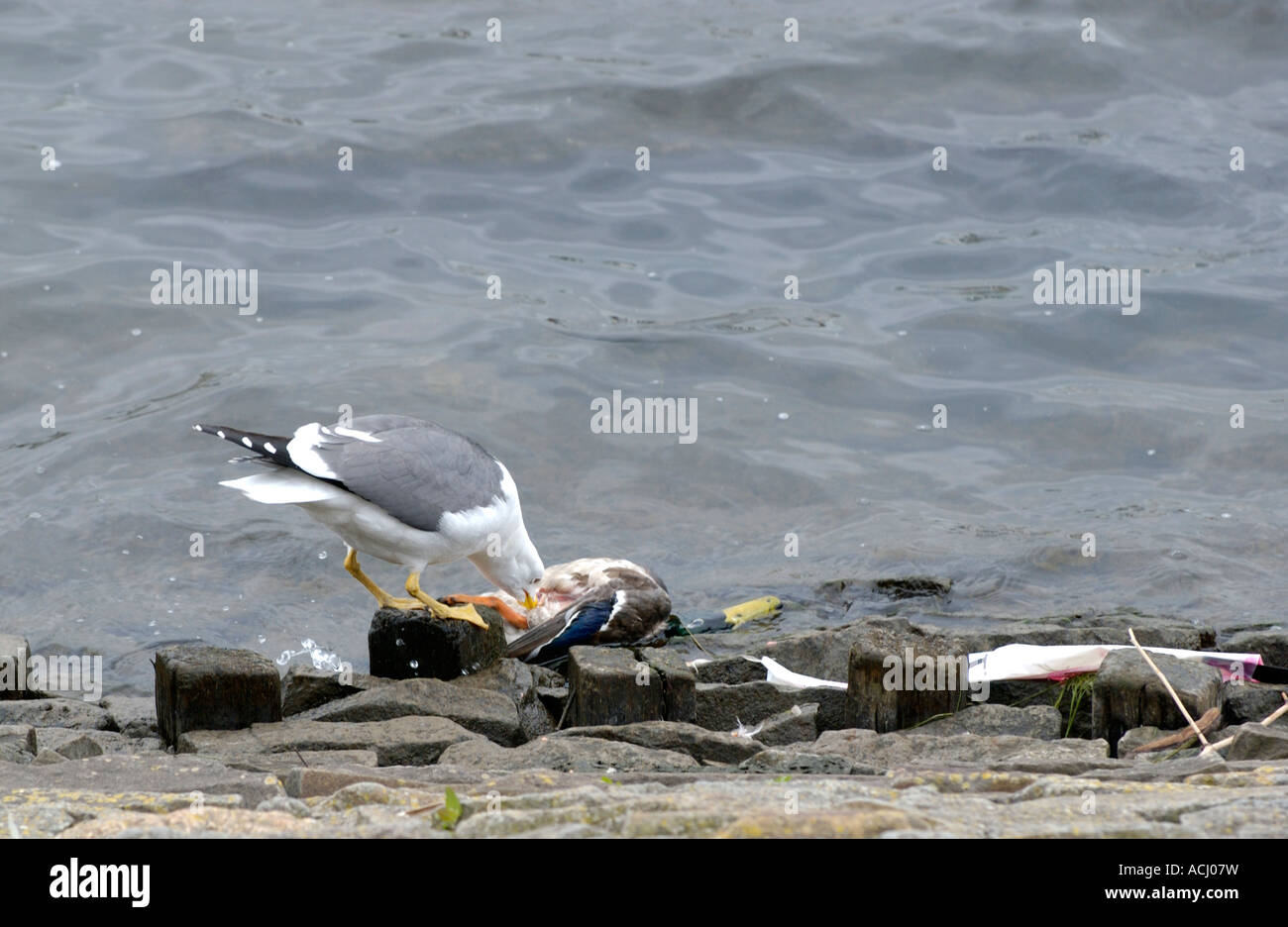 Gull scavenging on dead mallard in Cardiff Bay South Wales UK Stock Photo