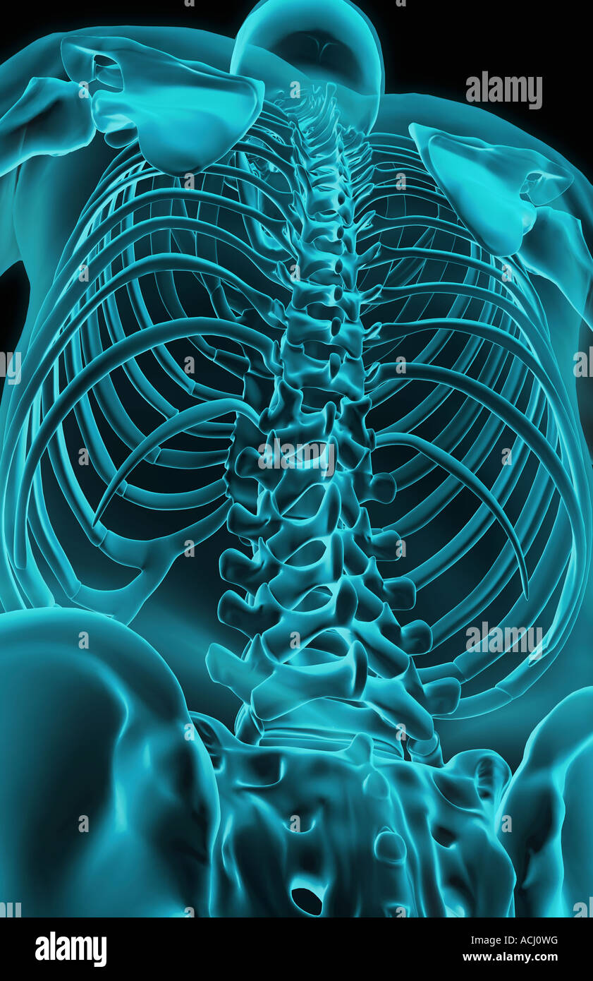 The axial skeleton Stock Photo