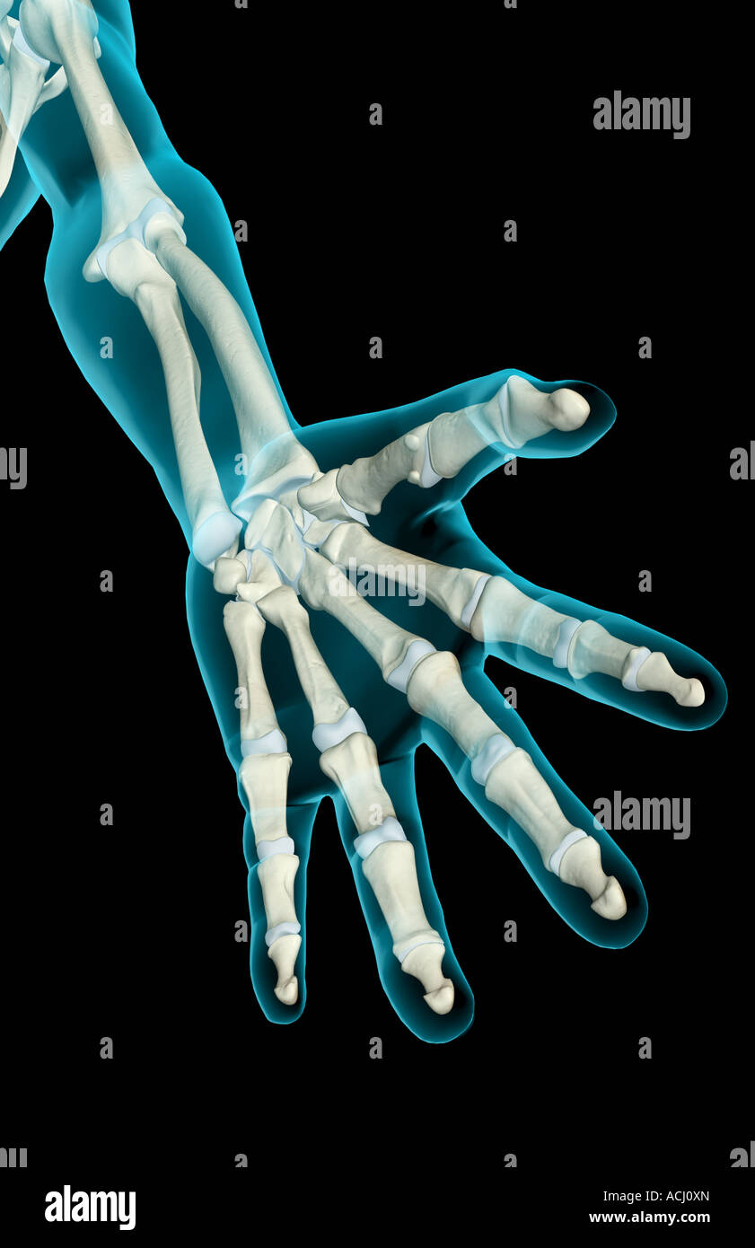 The bones of the arm Stock Photo Alamy