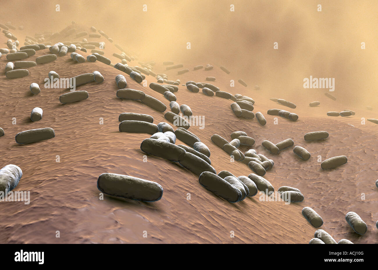 Rod shaped bacteria Stock Photo Alamy