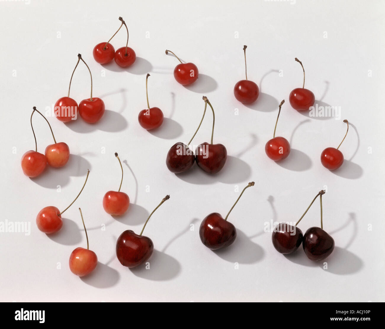Different sorts of cherries Stock Photo Alamy