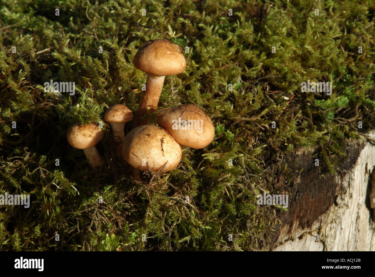 Toadstools Hebeloma mesophaeum on conifer tree stump Stock Photo