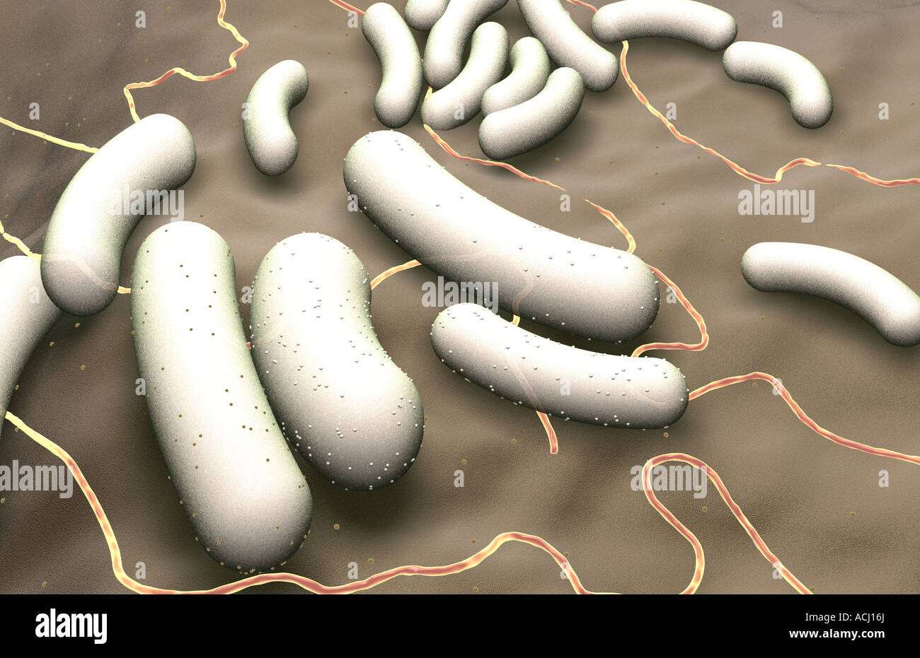 Rod shaped bacteria Stock Photo Alamy