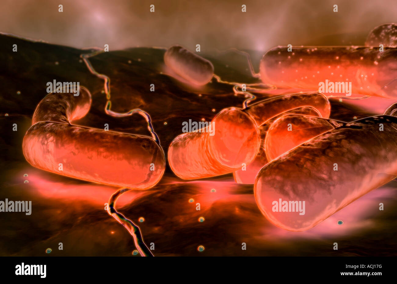 Rod shaped bacteria Stock Photo Alamy